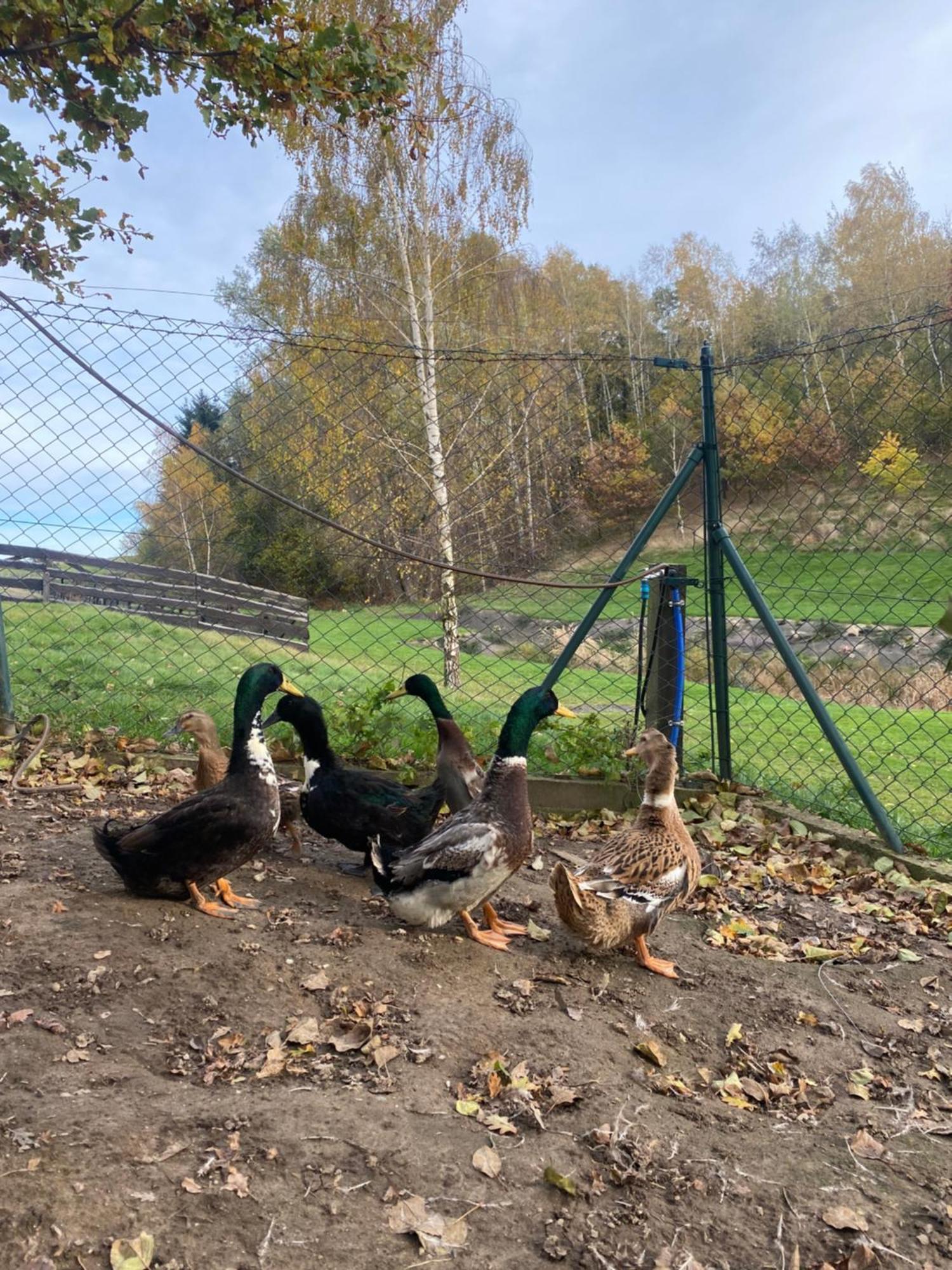 Na Uboczu Villa Gryfów Śląski Exteriör bild